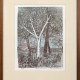 framed print "Birch in Winter" by Ilse Buchert Nesbitt