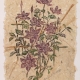 woodblock print "Clematis" on handmade paper by Ilse Buchert Nesbitt