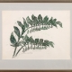 framed print "Solomon's Seal" by Ilse Buchert Nesbitt