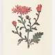 chrysanthemum notecard - woodcut by Ilse Buchert Nesbitt