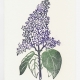 Lilac notecard - woodcut by Ilse Buchert Nesbitt