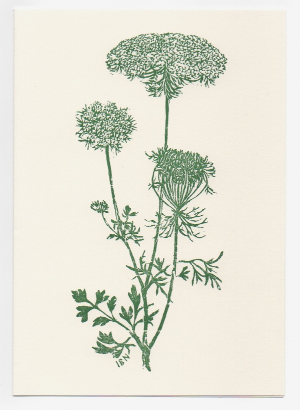 Queen Anne's Lace notecard - woodcut by Ilse Buchert Nesbitt
