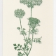 Queen Anne's Lace notecard - woodcut by Ilse Buchert Nesbitt