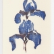 Two Iris notecard - woodcut by Ilse Buchert Nesbitt