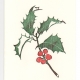 Holly greeting card, woodcut by Ilse Buchert Nesbitt